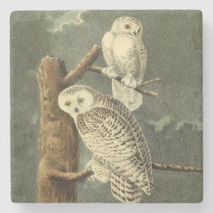 Snowy Uggla Audubon Bird Artwork Underlägg Sten