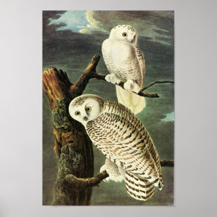 Snowy Uggla Audubon Birds of America Fine Art Poster
