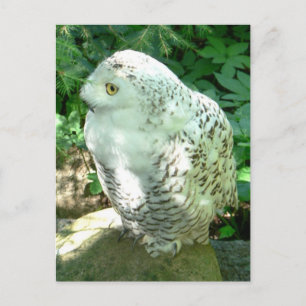 Snowy Uggla Bird Vykort