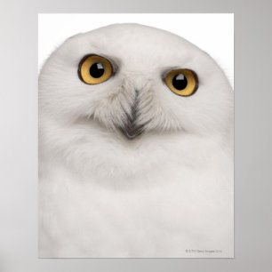 Snowy Uggla (Bubo scandiacus) är ett stort uggla Poster