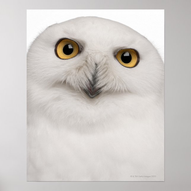 Snowy Uggla (Bubo scandiacus) är ett stort uggla Poster (Framsidan)