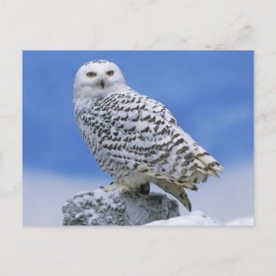 Snowy Uggla (Bubo scandiacus) Vykort