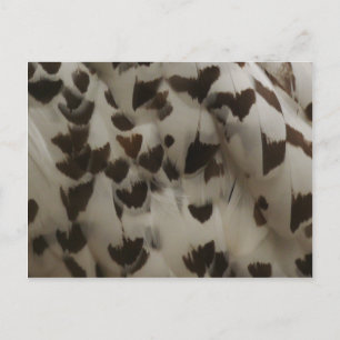 Snowy Uggla Feathers-vykort Vykort