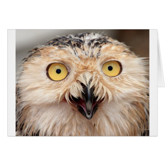 Snowy Uggla Hälsningskort (Framsidan Horizontal)