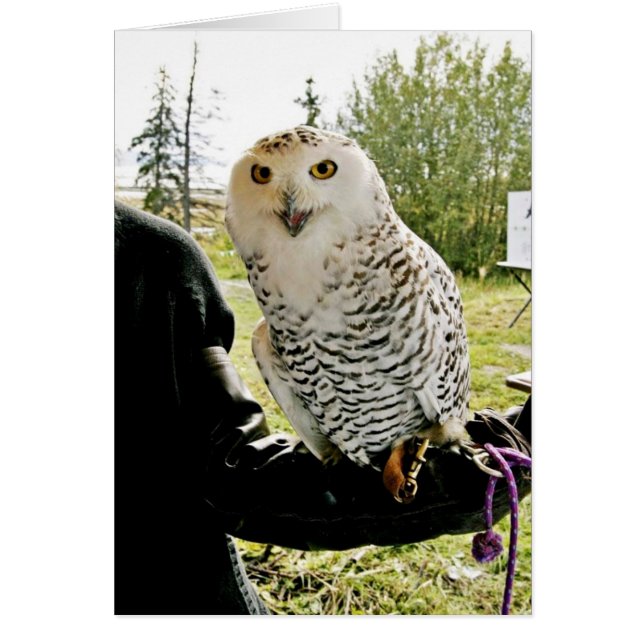 Snowy Uggla Hälsningskort (Framsidan)