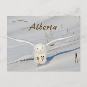 Snowy Uggla i Albert Canada Vykort