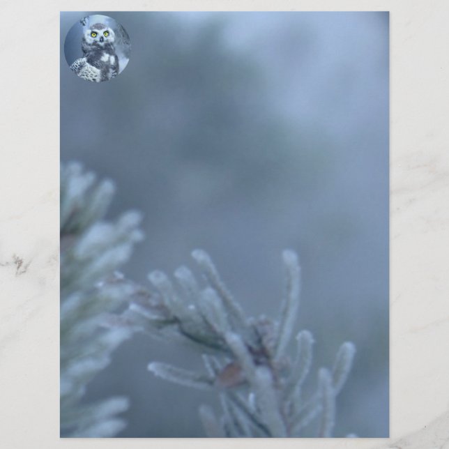 Snowy Uggla i Winter (Framsida)
