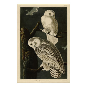 Snowy Uggla, John James Audubon's Birds of America Fototryck