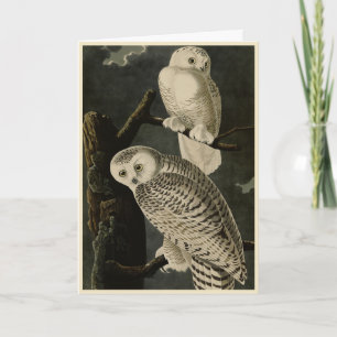 Snowy Uggla, John James Audubon's Birds of America Kort