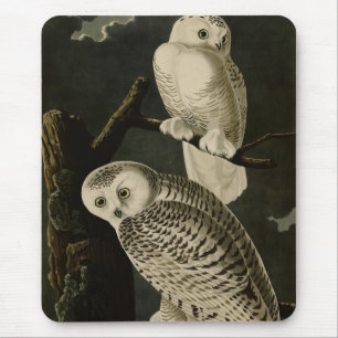 Snowy Uggla, John James Audubon's Birds of America Musmatta