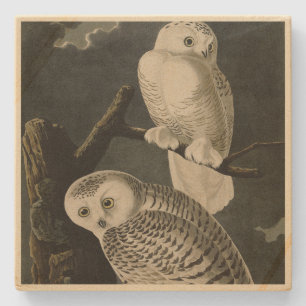 Snowy Uggla, John James Audubon's Birds of America Stenunderlägg