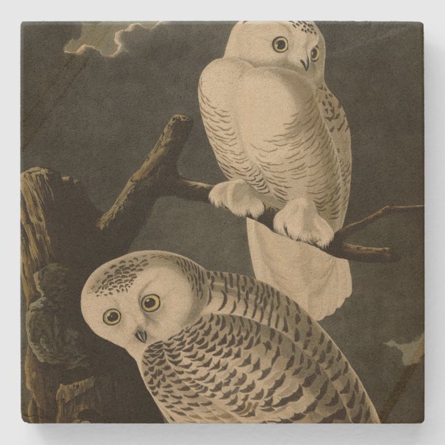 Snowy Uggla, John James Audubon's Birds of America Stenunderlägg (Framsidan)