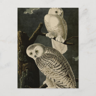 Snowy Uggla, John James Audubon's Birds of America Vykort