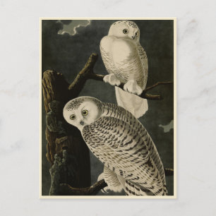 Snowy Uggla, John James Audubon's Birds of America Vykort