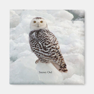 Snowy Uggla magnet