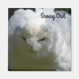 Snowy Uggla Magnet