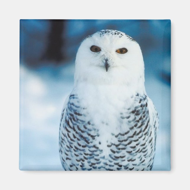 Snowy Uggla Magnet (Framsidan)