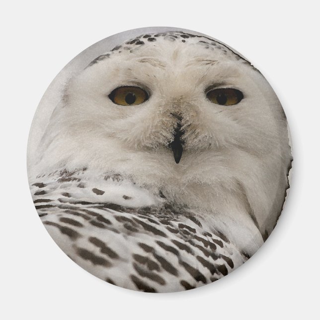 snowy uggla magnet (Framsidan)