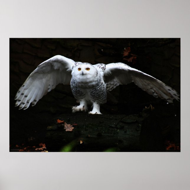 Snowy Uggla med öppen Vingar-wapcnm Poster (Framsidan)