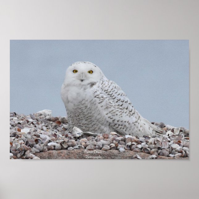 Snowy Uggla på snäckor Poster (Framsidan)
