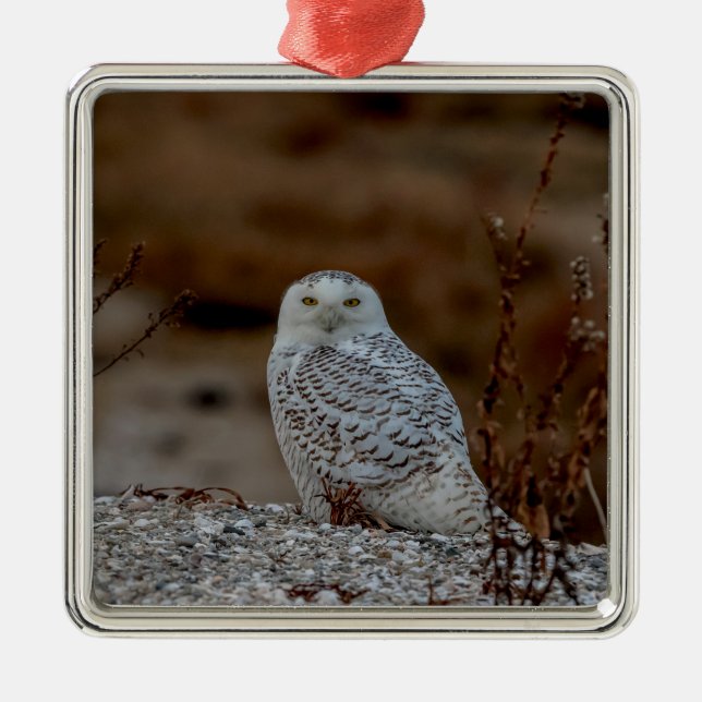 Snowy uggla sitta vid sten julgransprydnad metall (Framsidan)