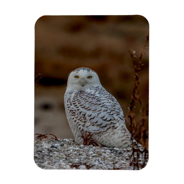 Snowy uggla sitta vid sten magnet (Vertikal)