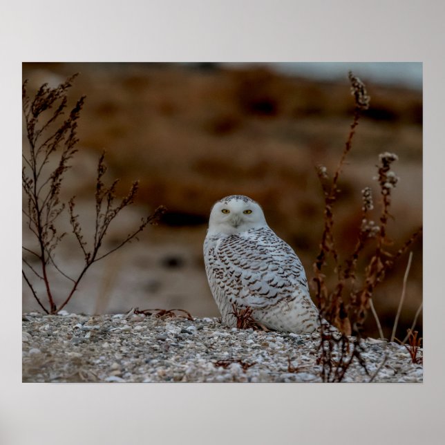 Snowy uggla sitta vid sten poster (Framsidan)