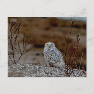 Snowy uggla sitta vid sten vykort