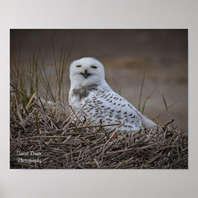 Snowy Uggla Smiling Poster (Framsidan)