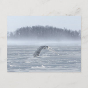 Snowy Uggla som flyger på vinter Vykort