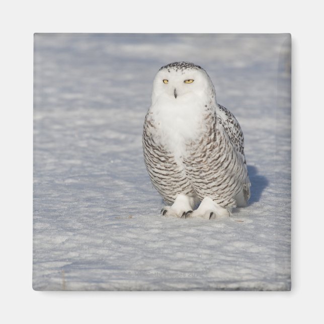 Snowy uggla står nära vatten och skapar magnet (Framsidan)