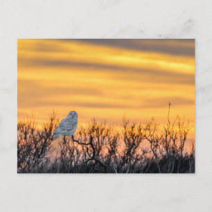 Snowy Uggla Sunset-vykort Vykort