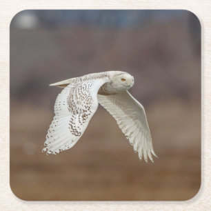 Snowy uggla under flygning underlägg papper kvadrat