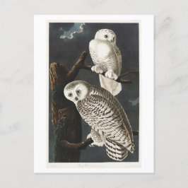 Snowy Uggla Vintage Audubon Illustration Vykort