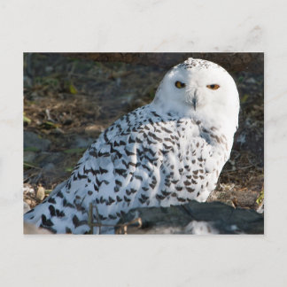 Snowy Uggla vykort