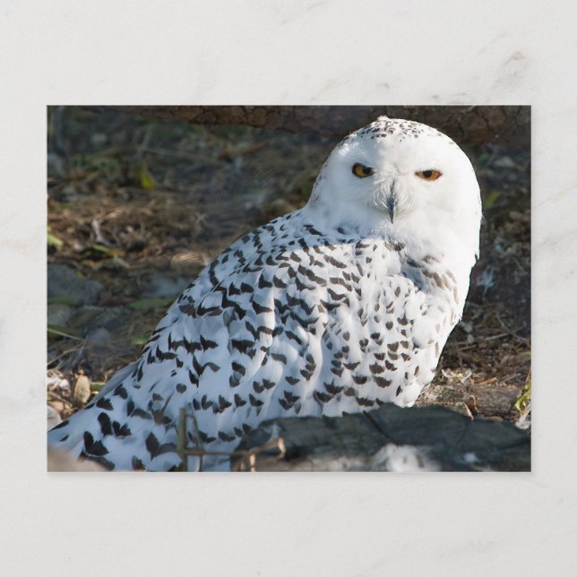 Snowy Uggla vykort (Framsida)