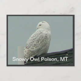Snowy Uggla Vykort