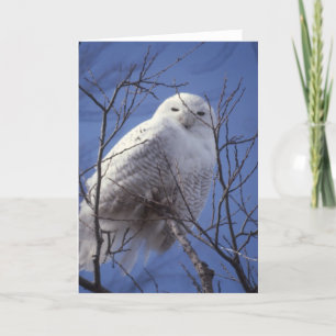 Snowy Uggla - White Bird mot Sapphire Blå himmel Kort