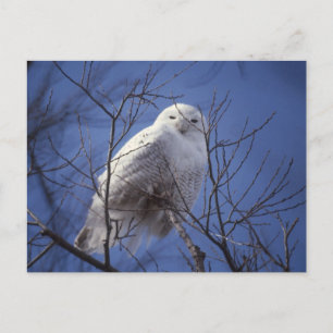 Snowy Uggla - White Bird mot Sapphire Blå himmel Vykort