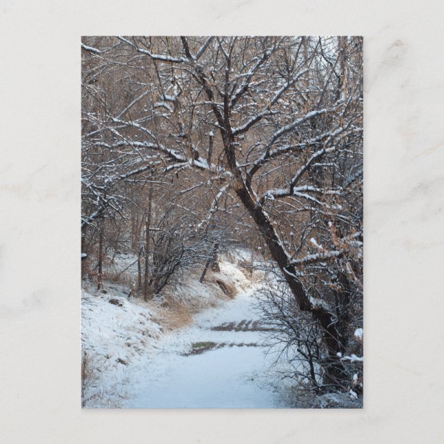 Snowy Väg Winter Photo Postcard Vykort (Framsida)