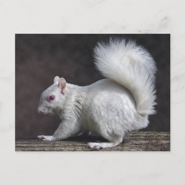 Snowy-vykort Vykort (Framsida)