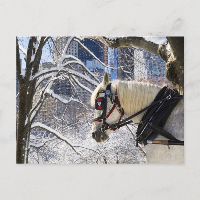 Snowy Winter Carriage Horse in Central Park Vykort (Framsida)
