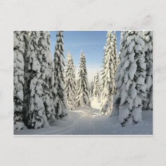 Snowy Wonderland Vykort