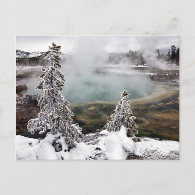 Snowy Yellowstone Vykort (Framsida)