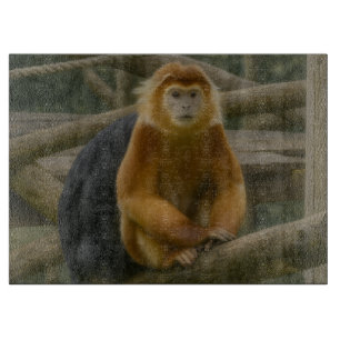 Snub-Nposed Monkey in Woodland Refuge