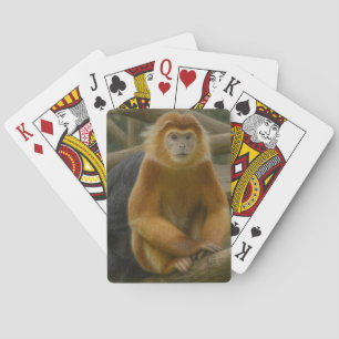 Snub-Nposed Monkey in Woodland Refuge Casinokort