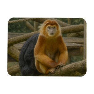 Snub-Nposed Monkey in Woodland Refuge Magnet