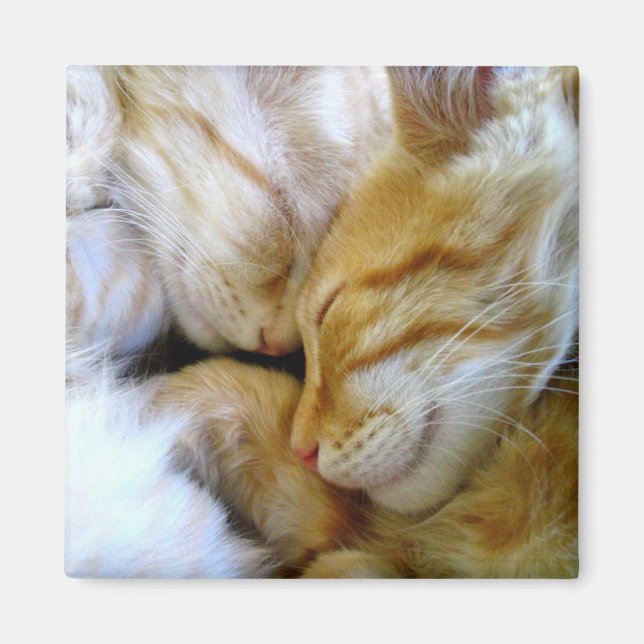 Snuggle Kittens Magnet (Framsidan)