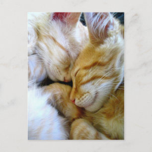 Snuggle Kittens vykort