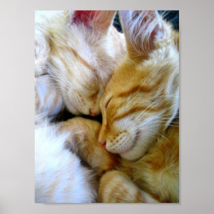 Snugglekattungeaffisch Poster